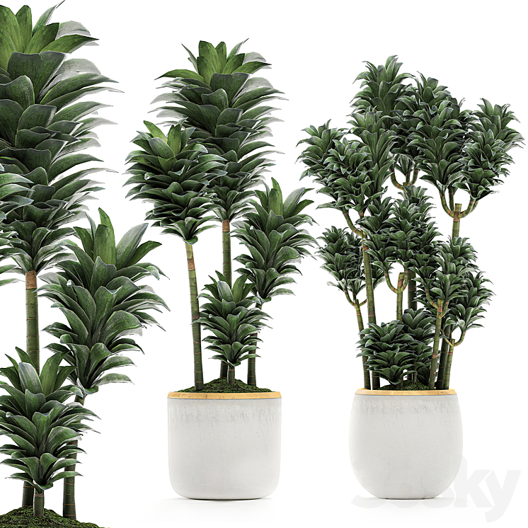 A_BEAUTIFUL_SMALL_DECORATIVE_FLOWER_OF_DRACAENA_COMPACTA_IN_A_WHITE 