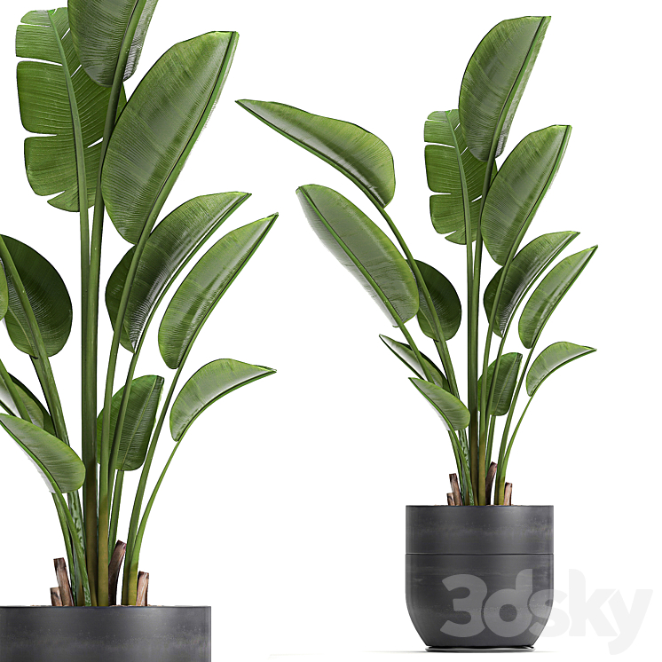 A_BEAUTIFUL_SMALL_INDOOR_BANANA_PALM_IN_A_BLACK_FLOWER_POT_STRELITZIA 