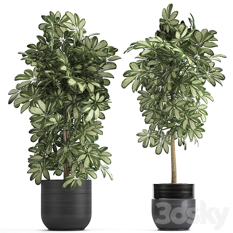 A_COLLECTION_OF_BEAUTIFUL_LITTLE_PLANTS_IN_BLACK_SCHEFFLER_POTS 