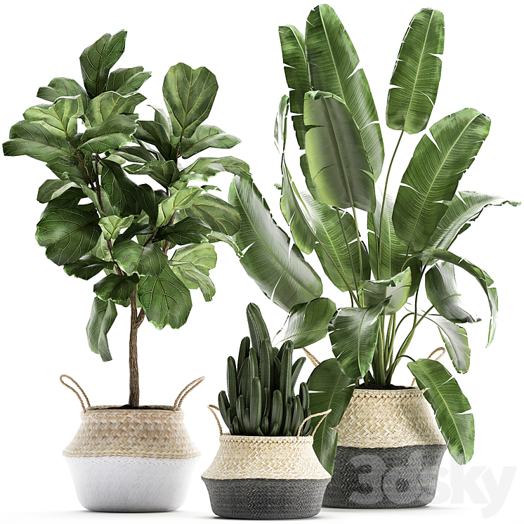 A_COLLECTION_OF_BEAUTIFUL_PLANTS_IN_BLACK_AND_WHITE_BASKETS_WITH 