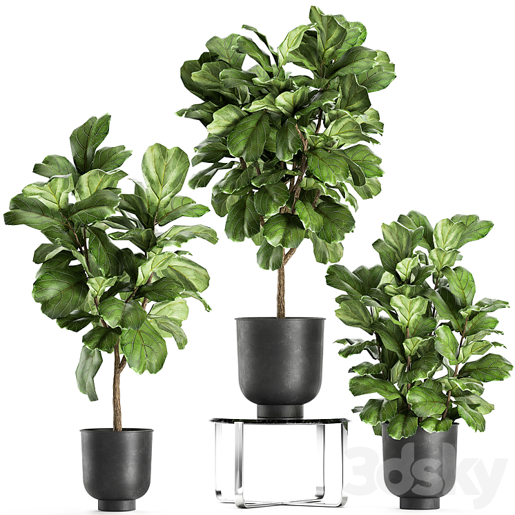 A_COLLECTION_OF_DECORATIVE_SMALL_TREES_WITH_LARGE_LEAVES_IN_A_BLACK 