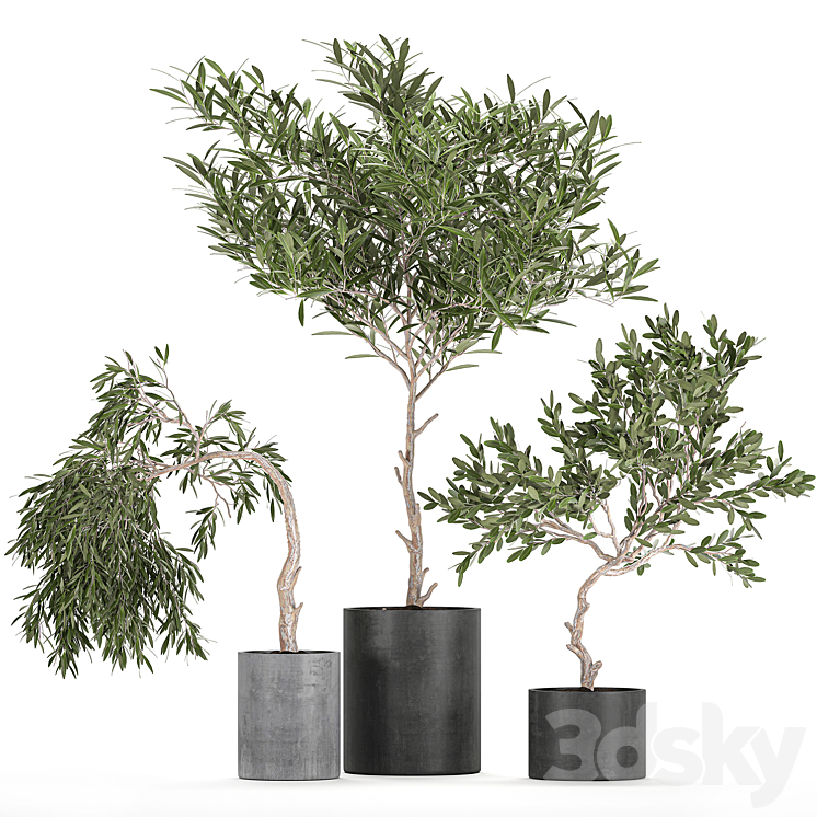 A_COLLECTION_OF_DECORATIVE_SMALL_WEEPING_OLIVE_TREES_IN_BLACK_CONCRETE 