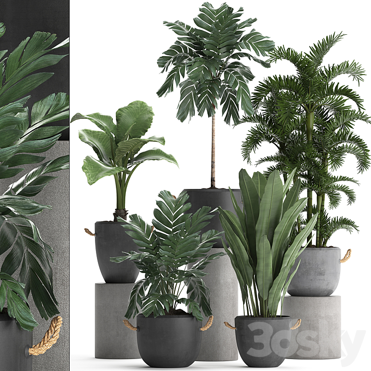 A_COLLECTION_OF_PLANTS_IN_MODERN_BLACK_CONCRETE_POTS_WITH_PALM_CARIOTA 