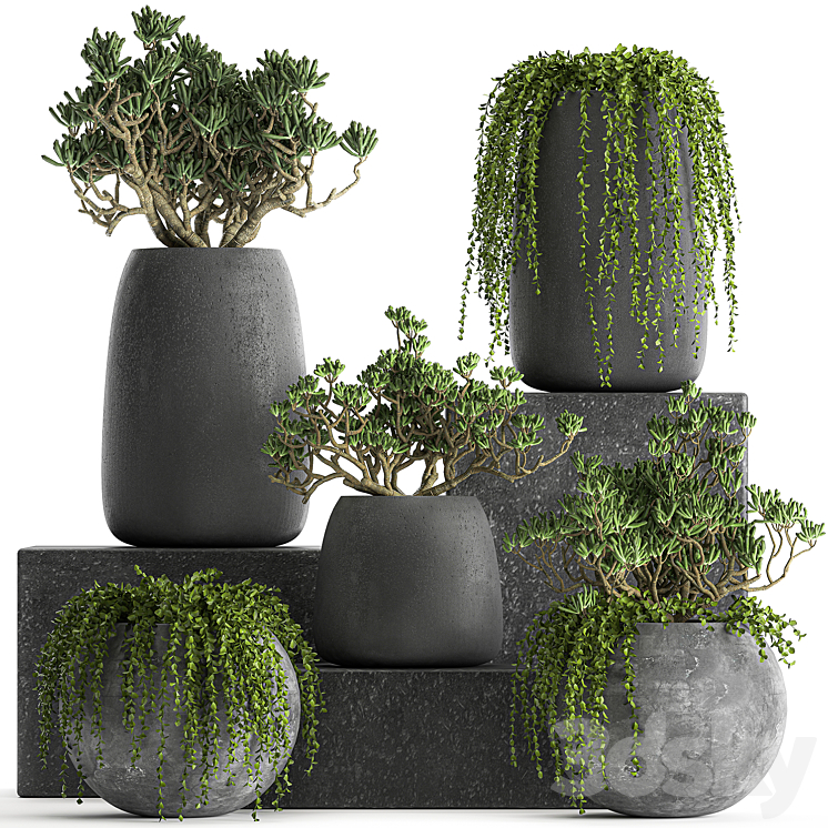 A_COLLECTION_OF_SMALL_EXOTIC_HANGING_SUCCULENTS_PLANTS_IN_BLACK 
