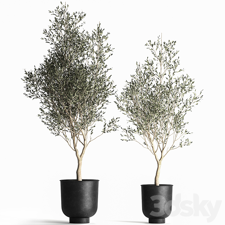 A_COLLECTION_OF_SMALL_OLIVE_TREES_IN_A_BLACK_METAL_POT_AND_FLOWERPOT 