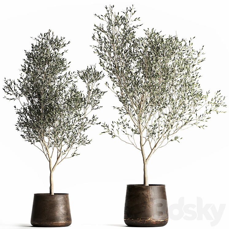 A_COLLECTION_OF_SMALL_OLIVE_TREES_IN_A_RUSTY_METAL_POT_AND_FLOWERPOT 