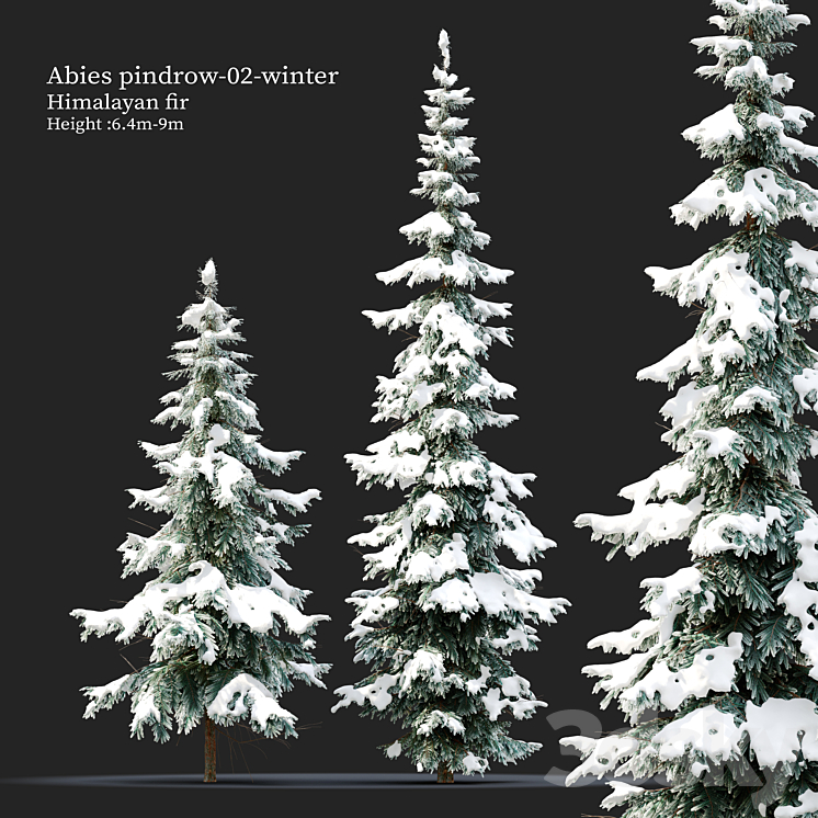 ABIES PINDROW WINTER 02 
