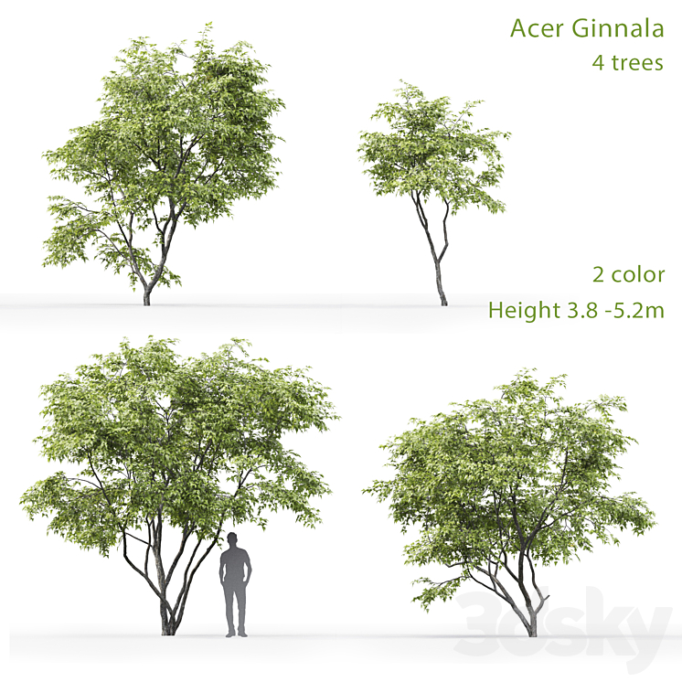 ACER GINNALA 