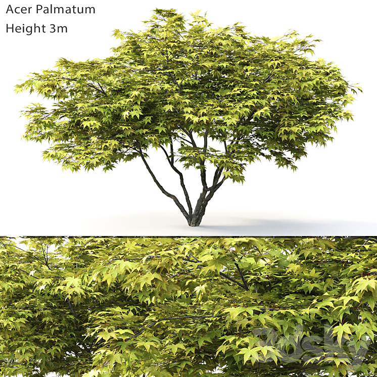 ACER PALMATUM 