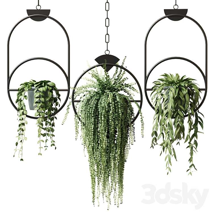 AMPEL PLANTS IN HANGING POTS WITH BLACK RINGS SET 15 