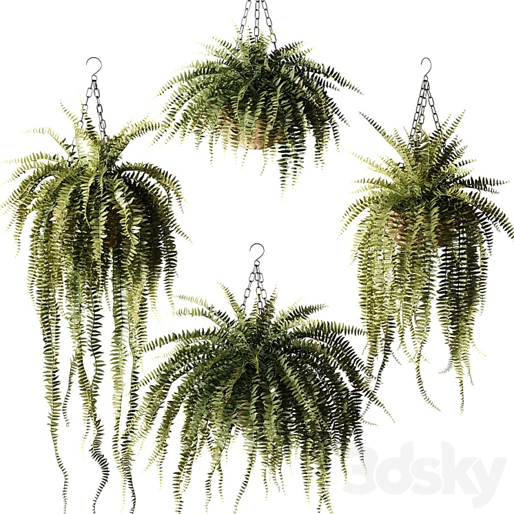 AMPEL PLANTS NEPHROLEPIS SUBLIME IN WICKER HANGING POTS 