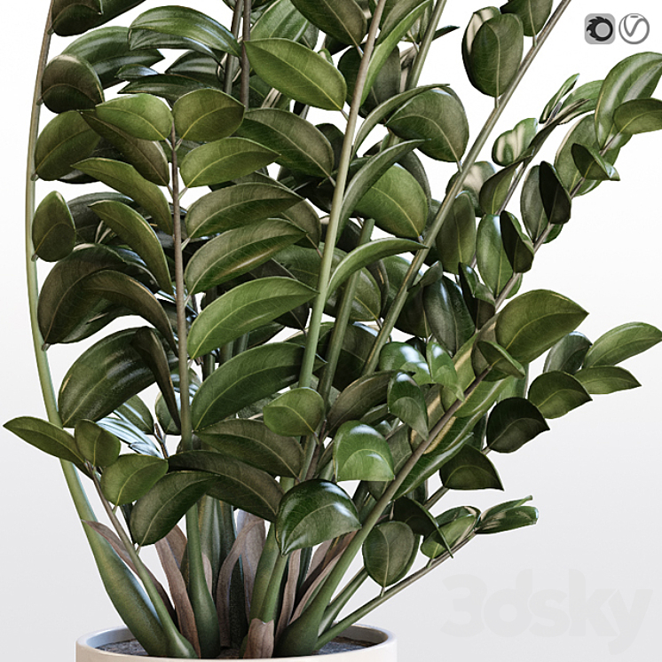 ANGULAR FLOWERPOT ZAMIOKULKAS IN A WHITE VASE 