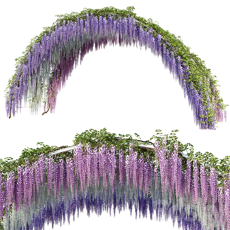 ARCH WITH WISTERIA 