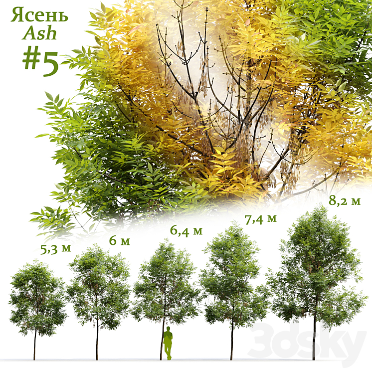 ASH FRAXINUS #5 