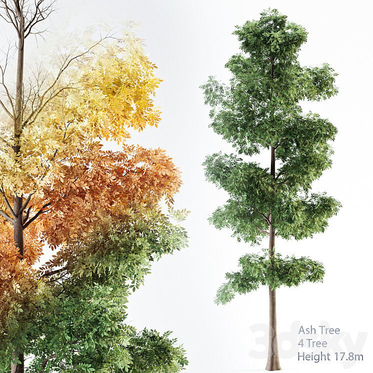 ASH TREE 01 