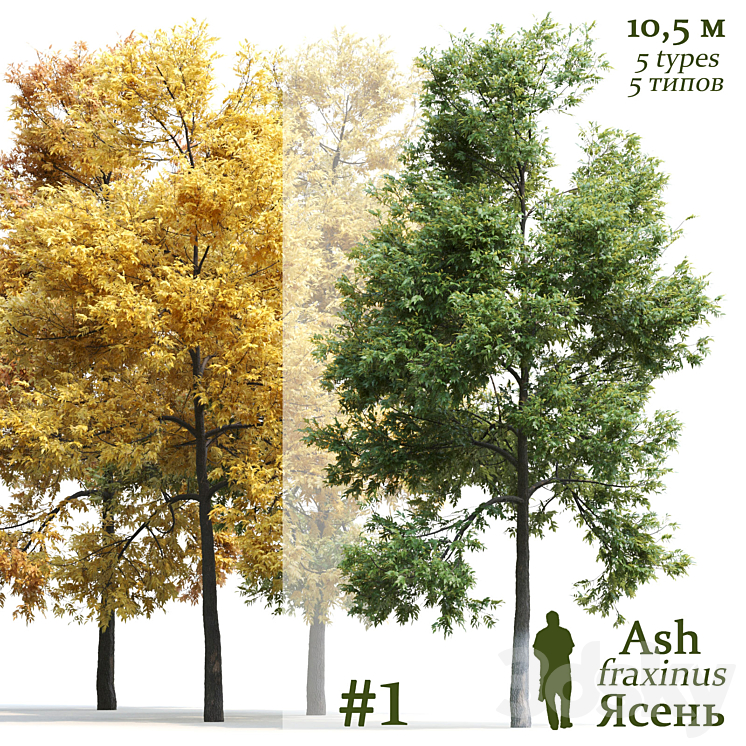ASH TREE FRAXINUS #1 
