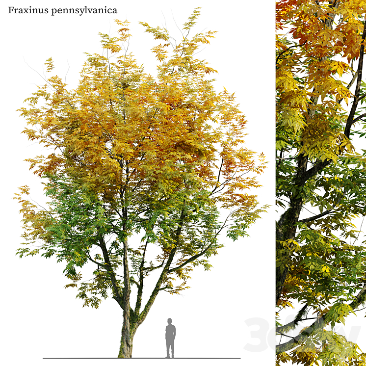 AUTUMN FRAXINUS PENNSYLVANICA 