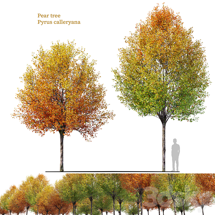 AUTUMN PEAR TREE 