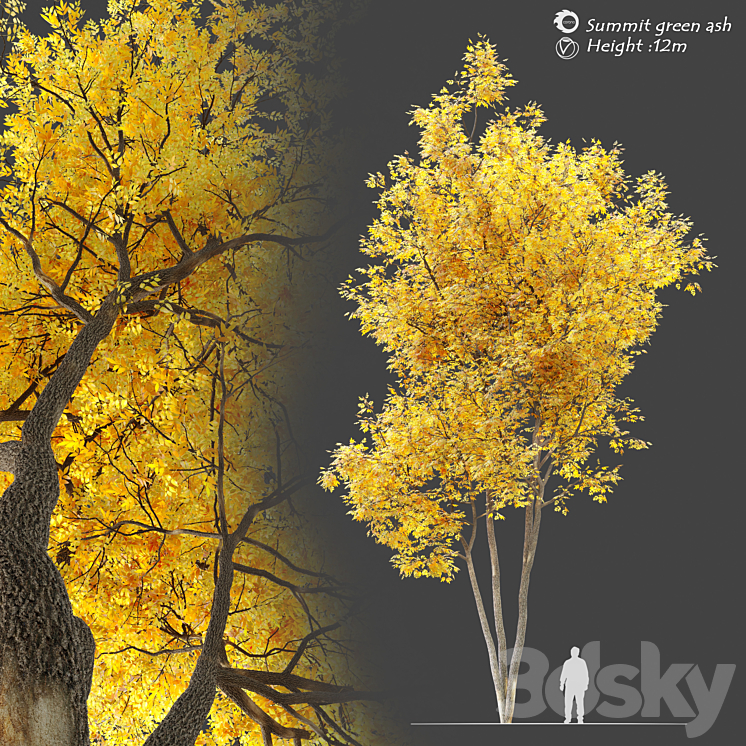 AUTUMN SUMMIT GREEN ASH FRAXINUS PENNSYLVANICA SUMMIT 