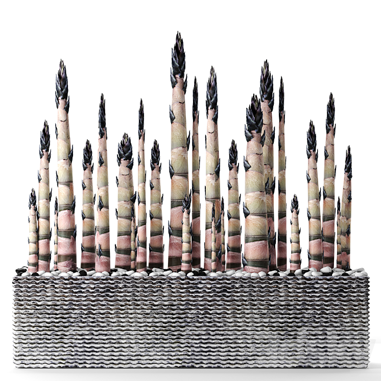 BAMBOO_BAMBOO_SHOOTS_CHINA_JAPAN_DECORATIVE_INDOOR_OUTDOOR_POT_FLOWERPOT 