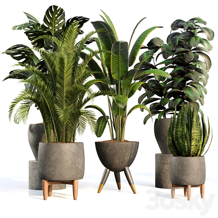 BAMBOO CENSORIA INDOOR PLANT SET 01 