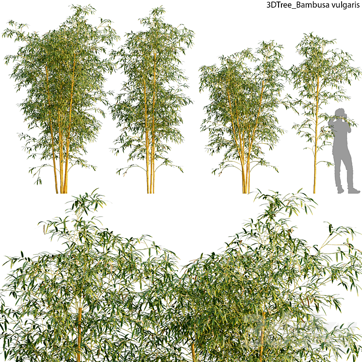 BAMBUSA VULGARIS 01 