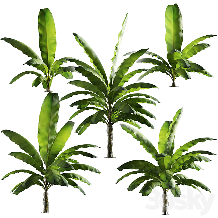 BANANA PALM TREE SET OF 5 MODELS 