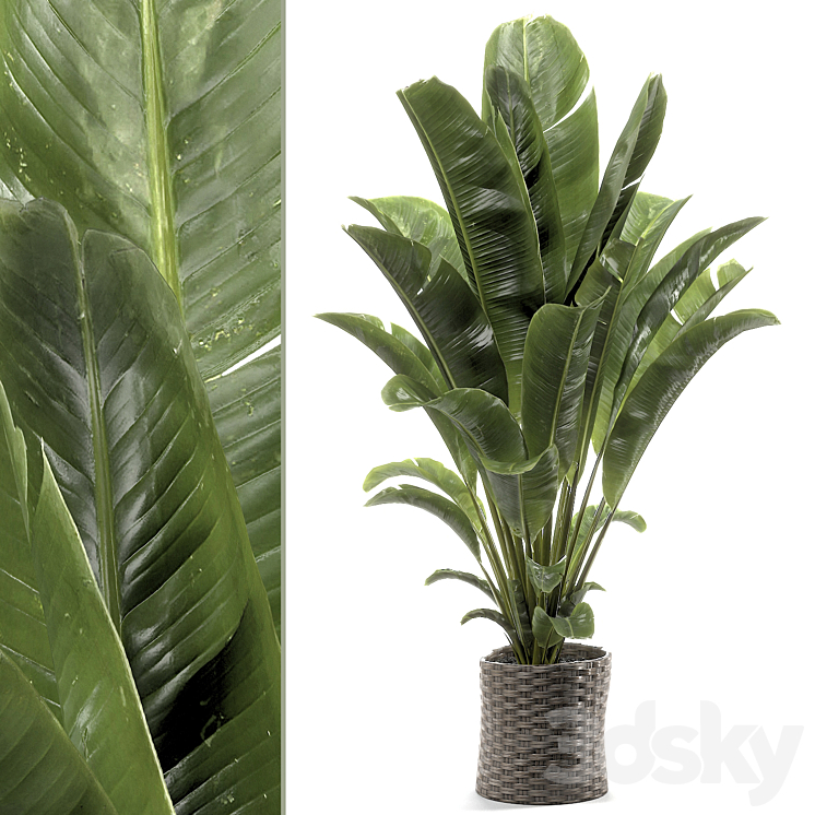 BANANA PLANT 012 