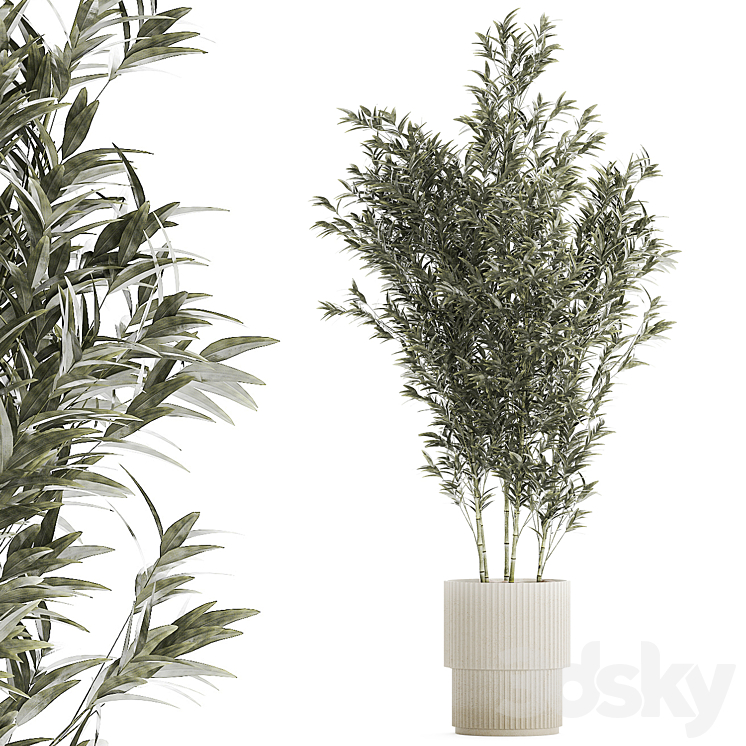 BEAUTIFUL_BAMBOO_BUSH_IN_A_WHITE_FLOWER_POT_PLANT_COLLECTION_1272 
