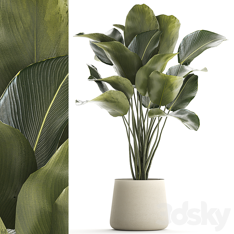 BEAUTIFUL EXOTIC BUSH PLANT CALATHEA LUTEA IN A POT 1300 
