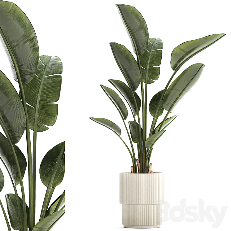 BEAUTIFUL_EXOTIC_PLANT_IN_A_FLOWER_POT_FOR_INTERIOR_DECOR_STRELITZIA 