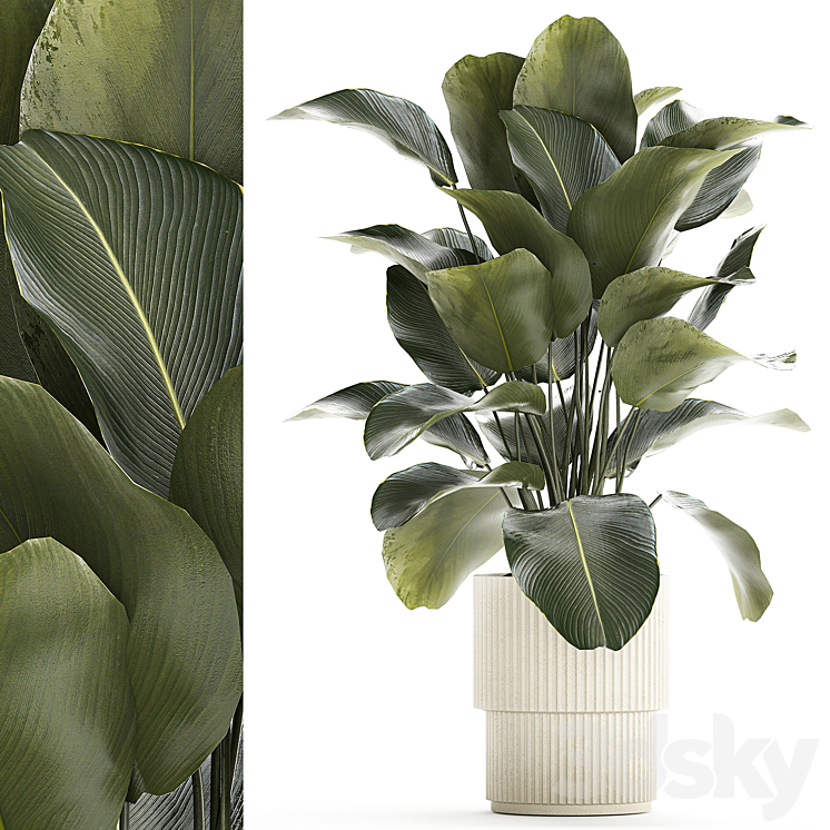BEAUTIFUL_EXOTIC_PLANT_IN_A_WHITE_FLOWER_POT_CALATHEA_LUTEA_STRELITZIA 