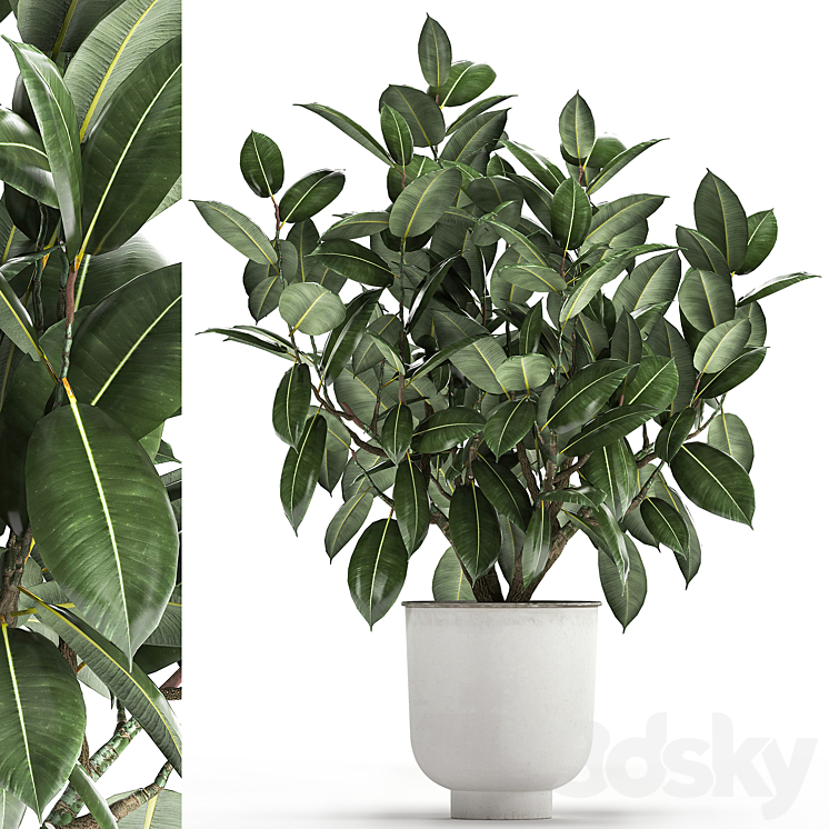 BEAUTIFUL_LUSH_FLOWER_TREE_FICUS_ELASTIC_IN_A_WHITE_METAL_POT_FOR 