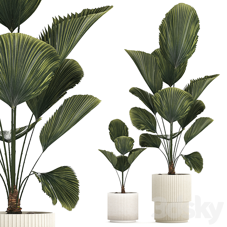 BEAUTIFUL_SHRUB_SMALL_LIKUALA_PALM_TREE_IN_A_WHITE_FLOWER_POT_PLANT 
