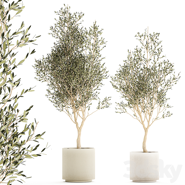 BEAUTIFUL_SMALL_ORNAMENTAL_OLIVE_TREES_IN_A_MODERN_POT_SET_OF_PLANTS 