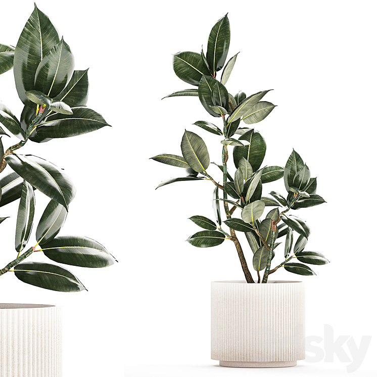 BEAUTIFUL_SMALL_TREE_IN_A_MODERN_POT_FICUS_RUBBERY_ELASTICA_FICUS 