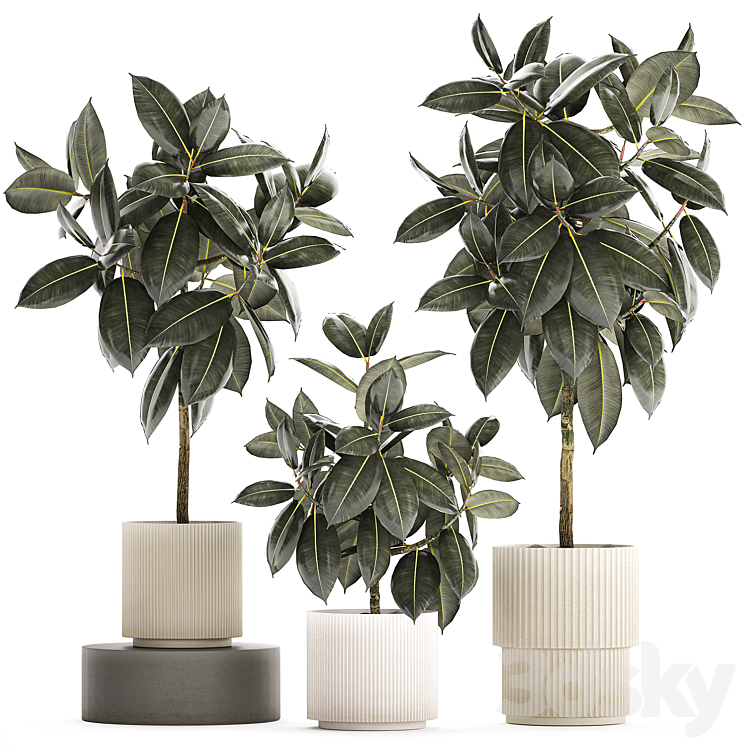 BEAUTIFUL_TREE_IN_A_POT_FICUS_RUBBERY_ELASTICA_FICUS_ABIDJAN_FICUS 