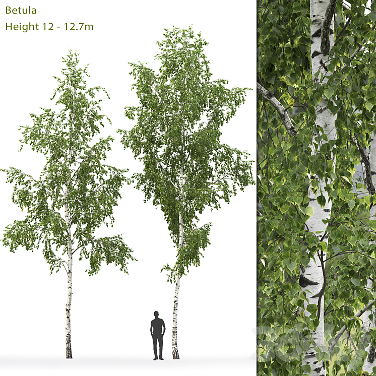 BIRCH 