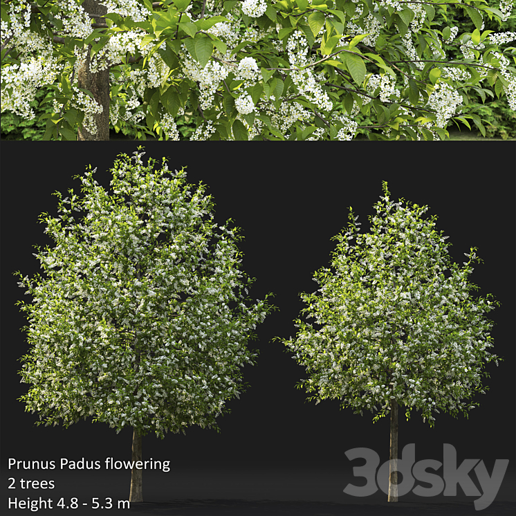 BIRD CHERRY PRUNUS PADUS FLOWERING # 4 