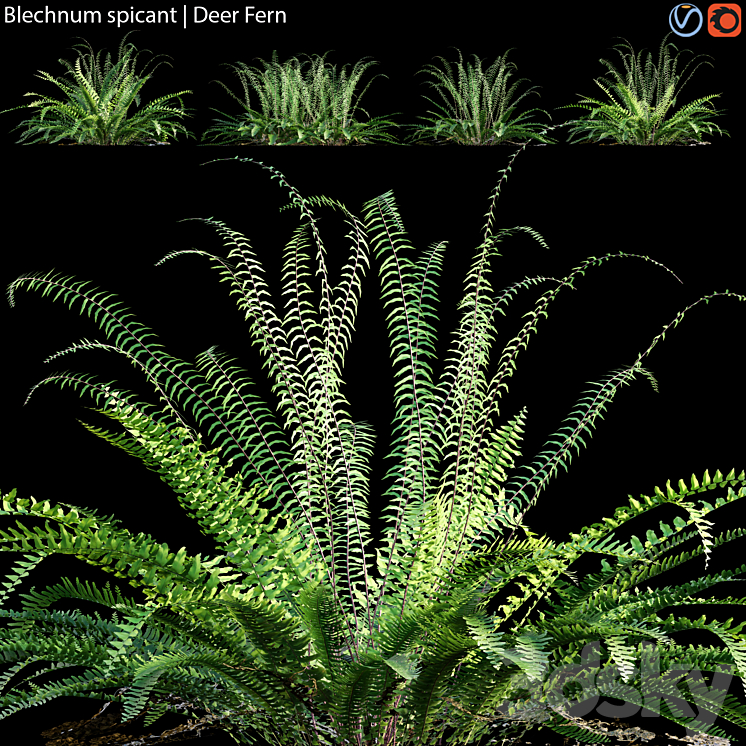 BLECHNUM SPICANT DEER FERN 02 