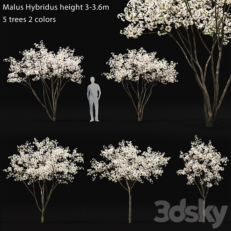 BLOOMING APPLE TREE MALUS HYBRIDUS FLOWERING # 1 
