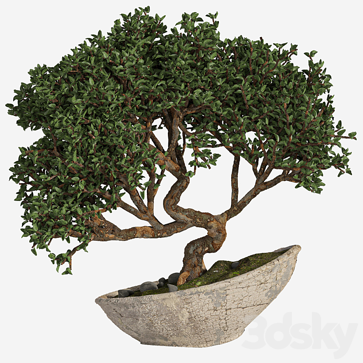 BONSAI 04 INDOOR 