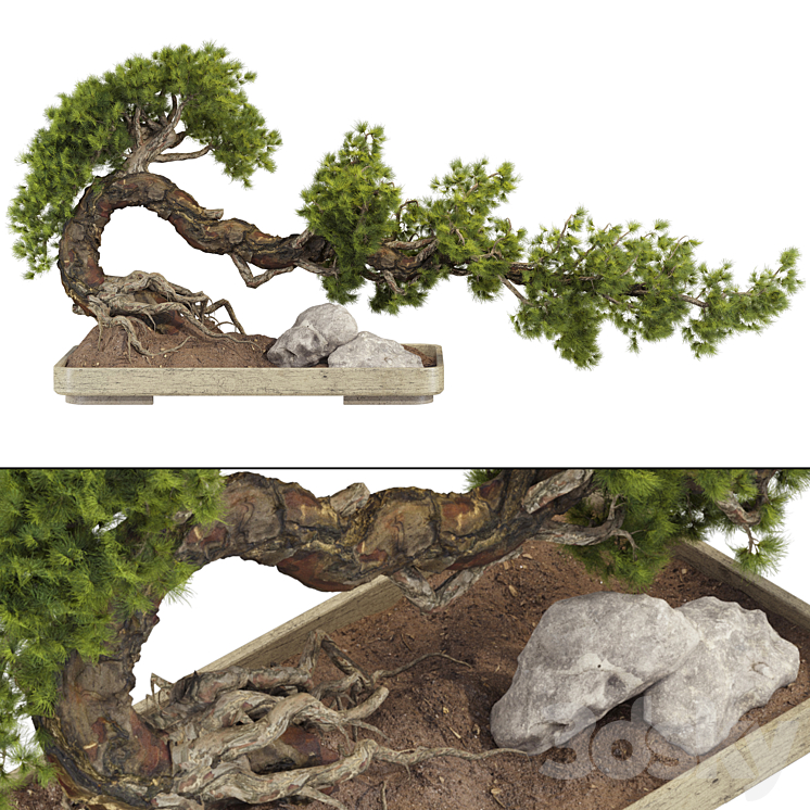 BONSAI TREE 229 
