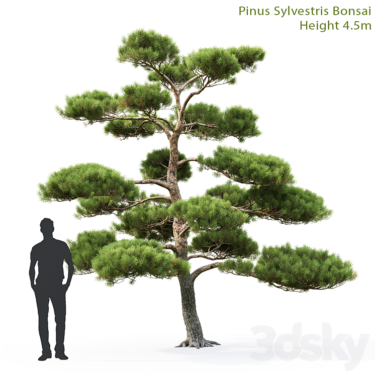 BONSAI 