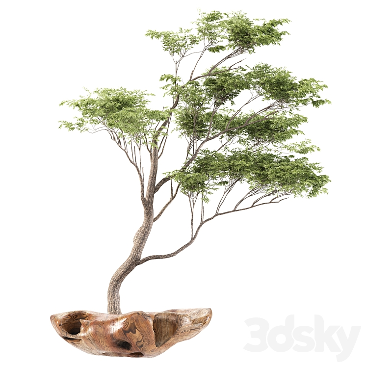 BONSAI5 