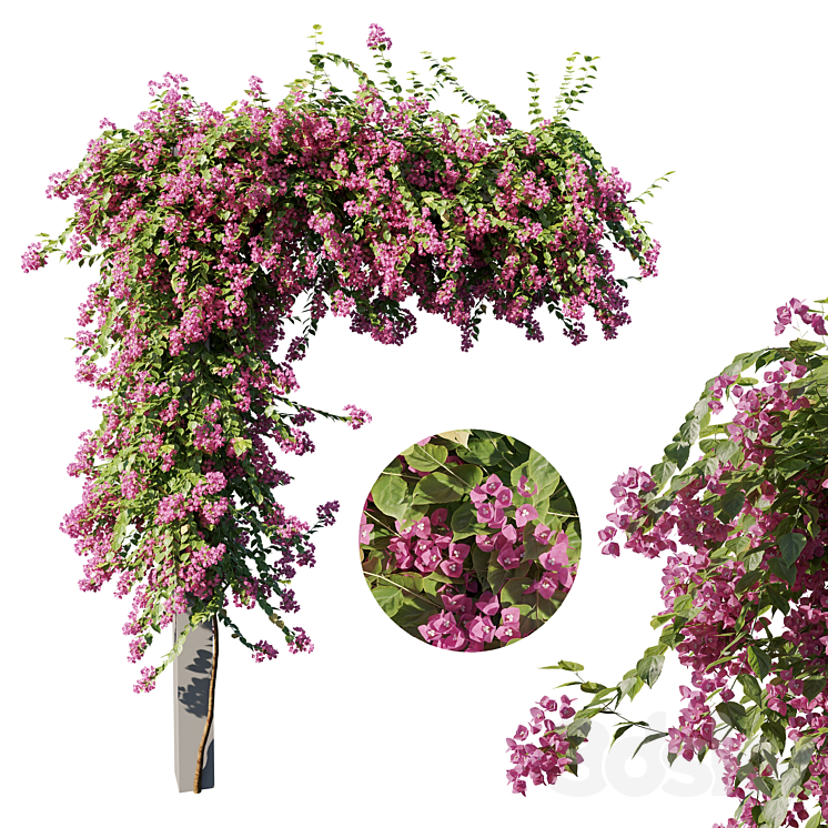 BOUGAINVILLEA 