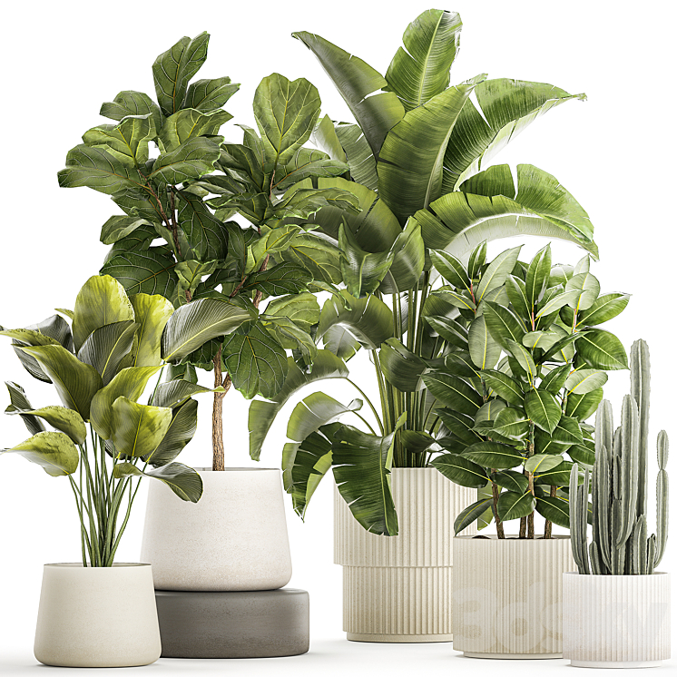 COLLECTION_OF_PLANTS_IN_MODERN_WHITE_POTS_WITH_FICUS_LIRATA_TREE 