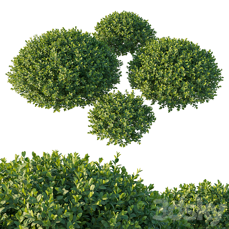 BOXWOOD 05 