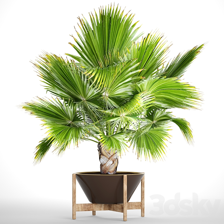 BRAHEA_EDULIS_2_FAN_PALM_BRACHEA_BISMARCKIA_PALM_TREE_IN_A_FLOWERPOT 
