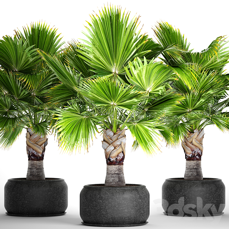 BRAHEA_EDULIS_BRACHEA_FAN_PALM_DECORATIVE_OUTDOOR_INDOOR_BLACK_POT 